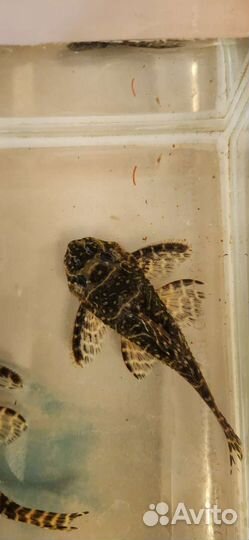 L340 Желтый мегаклоун, Коридорас Юлии