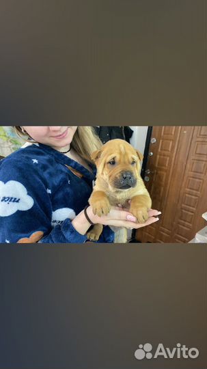 Мини шарпей