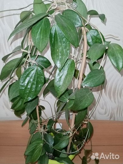 Хойя взрослое растение