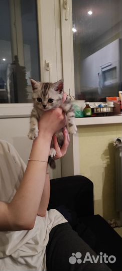 Котенок