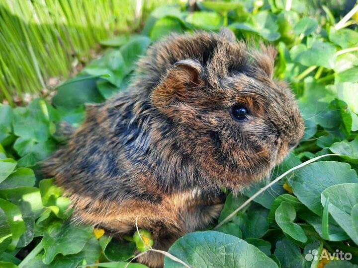 Морские свинки опт