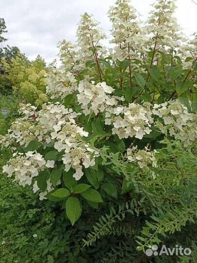 Гортензия метельчатая саженцы двухлетние