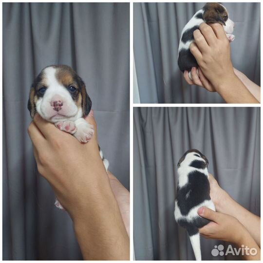 Бигль щенки малыши