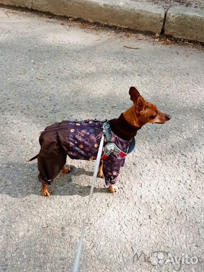 Одежда для собак мелких и средних пород McDog