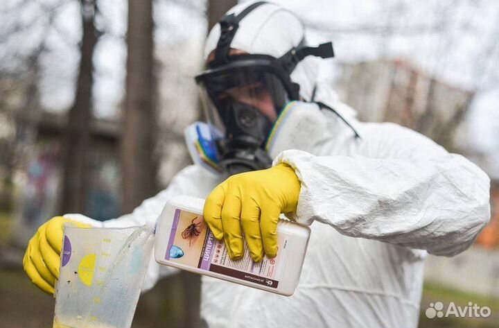 Уничтожение клопов тараканов грызунов блох плесени