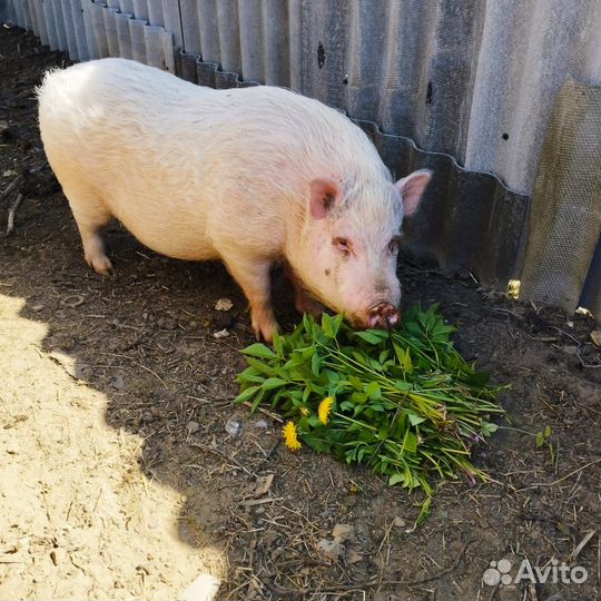Вьетнамские вислобрюхие поросята