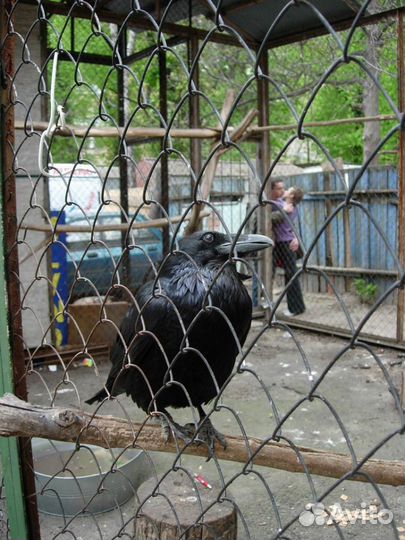 Вороны Чёрные ручные