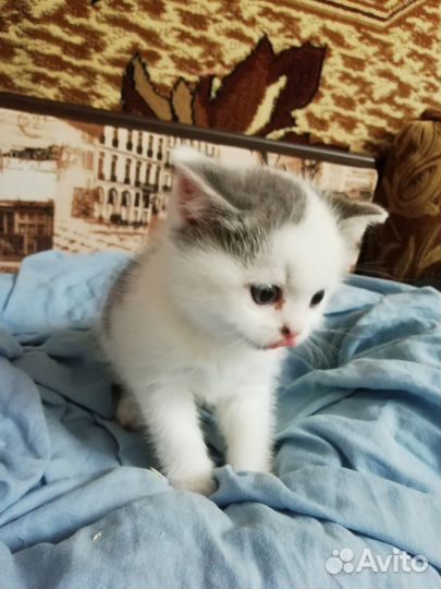 Продам шотландских котят