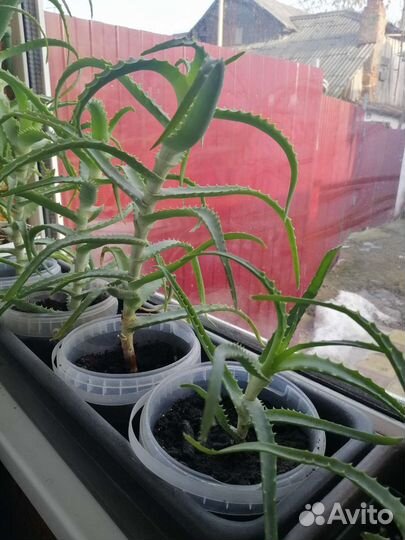 Алоэ лечебный