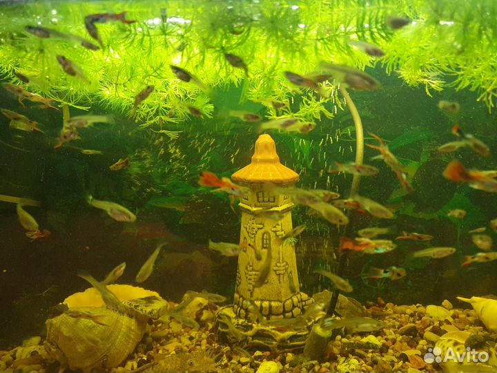 Рыбки гуппи, сомики анциструс