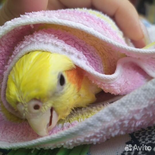 Перо Кореллы для поделок, украшений