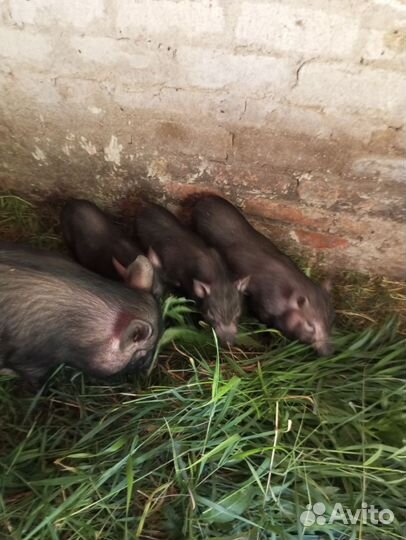 Вьетнамск вислобрюхий поросенок