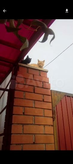 Коттедж 550 м² на участке 10 сот.