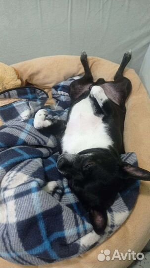 Передержка домашних животных