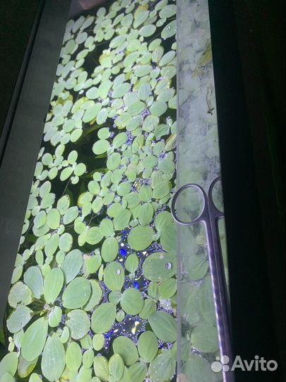 Пистия и лимонник