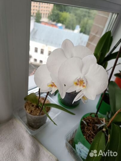 Орхидея дендробиум, Фаленопсис