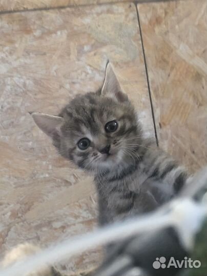 Кошка, котенок