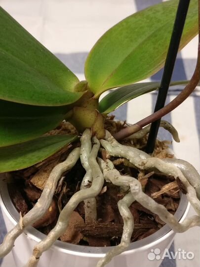 Summerion - Орхидея парфюмерная фабрика