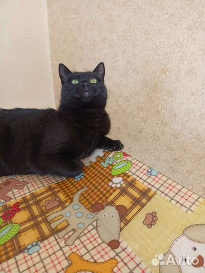 Кошечка ищет дом