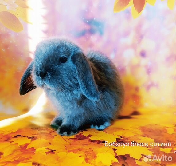 Крошка с ладошку