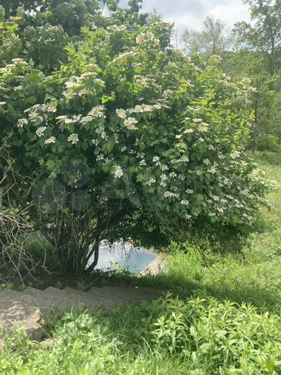 Участок 10 сот. (СНТ, ДНП)