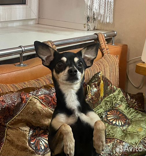 Русский той-терьер кабель вязка