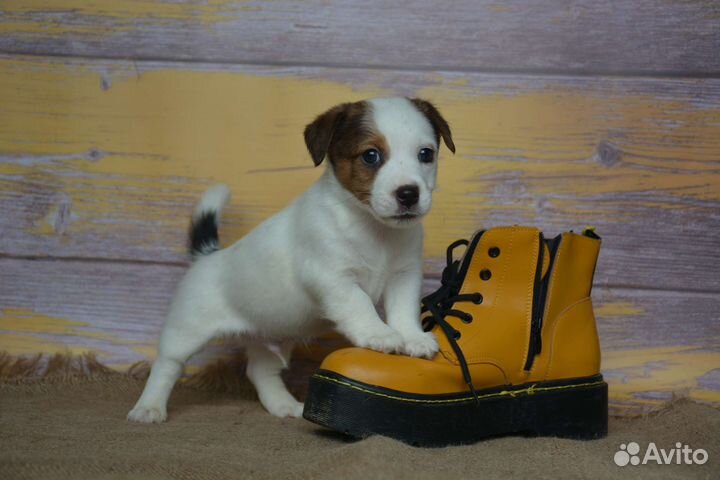 Красивый щенок, документы РКФ