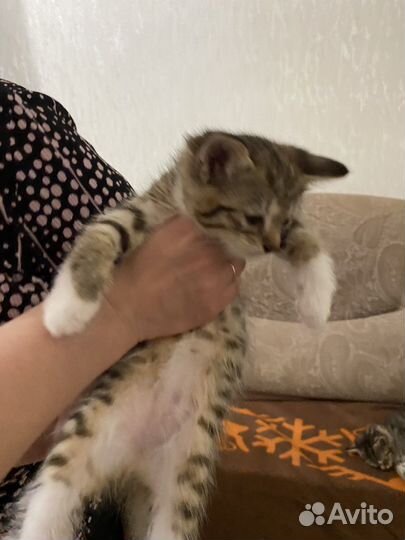 Оцикет котята