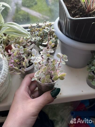 Коллизия розовая пантера