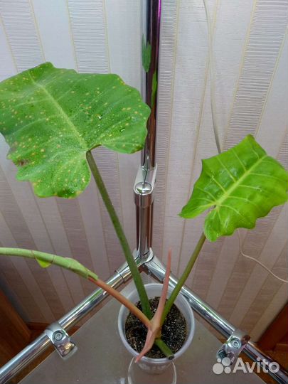 Карамель крем Джанг февер вар и другие