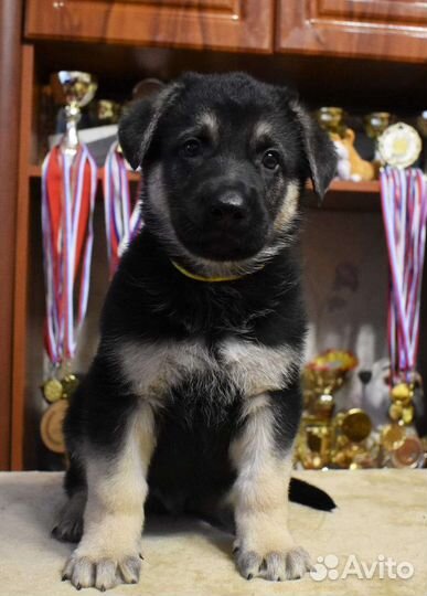 Шикарные щенки восточно-европейской овчарки