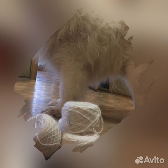 Пряжа из пуха/шерсти, собачья: Самоедская лайка