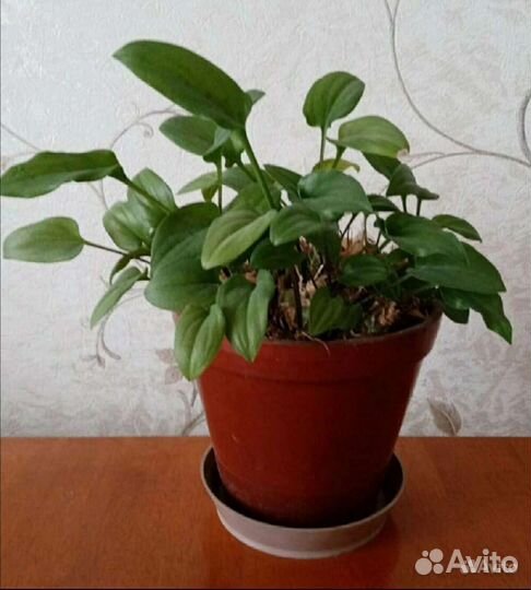 Цветы: Дримиопсис, Молочай