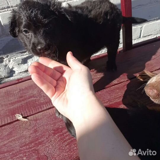 Собаки бесплатно