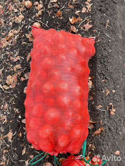 Лук оптом