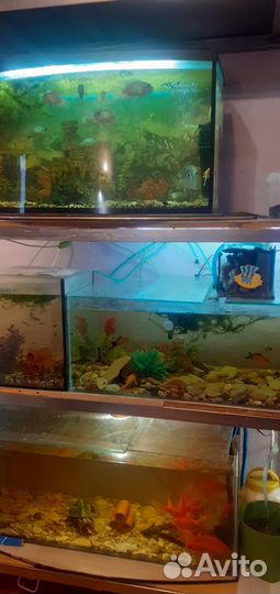 Аквариумные рыбки