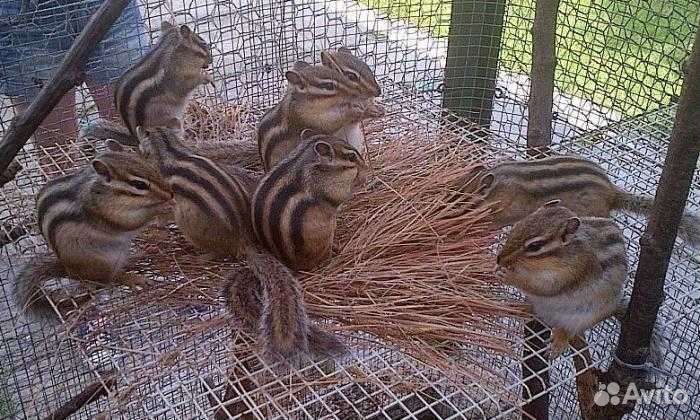 Бурундуки домашнего разведения