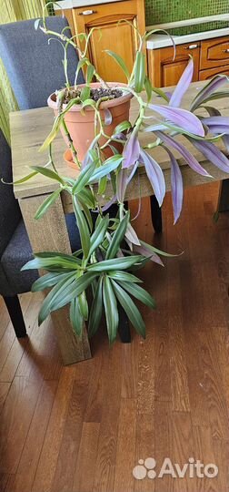 Традесканция комнатный цветок