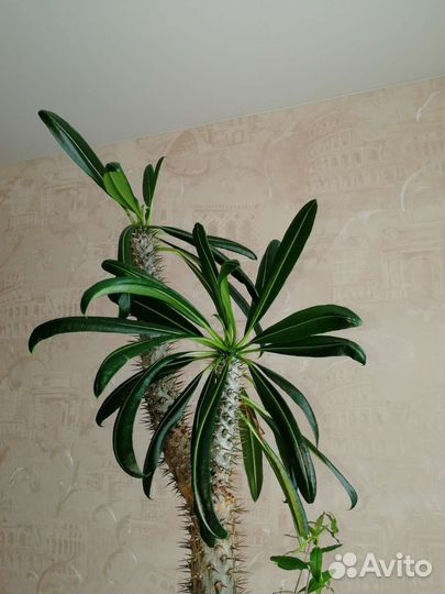 Пахиподиум, мадагаскарская пальма