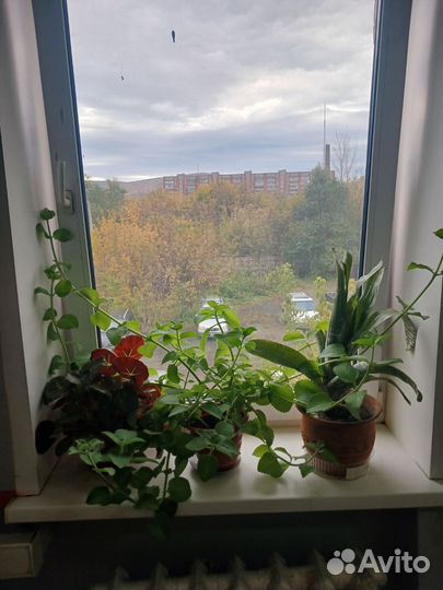 Комнатная мята