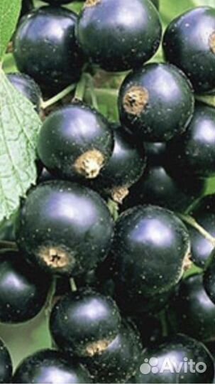 Саженцы Смородины Крымской крупная ароматная