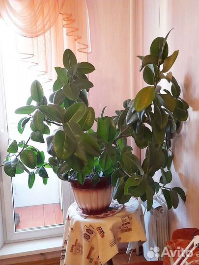 Фикус дерево шикарный