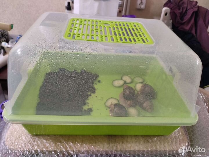 Улитки архахатины