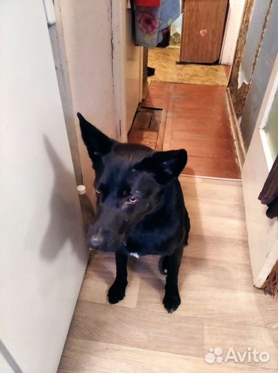 Чёрный мальчик