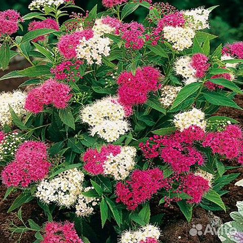 Спирея двухцветная Genpei и другие кустарники купить в Москве | Товары ...