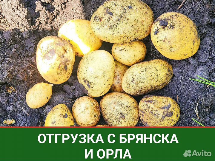 Картофель Оптом от 20 тонн