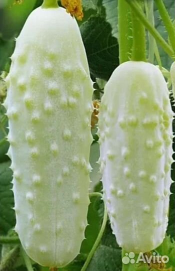 Огурчики Снежный Барс семена