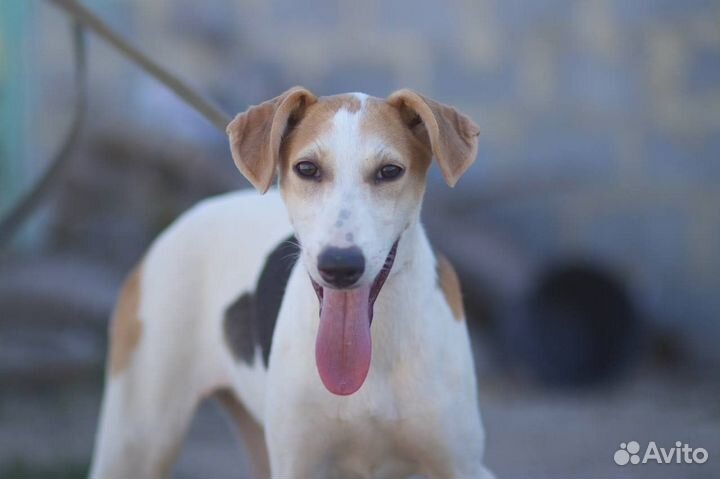 В добрые руки