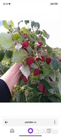 Ремонтантная малина