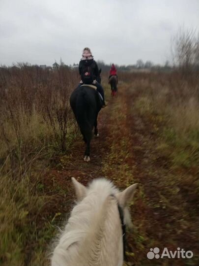 Обучение верховой езде, лошади в аренду